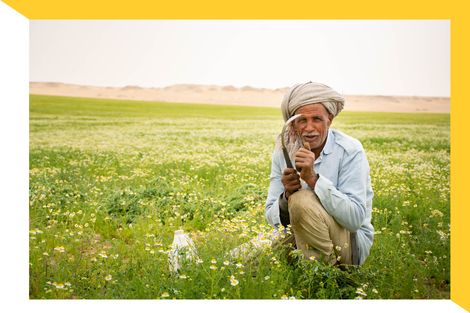 Sekem Erzeuger Kamille – Ein Ägyptischer Bauer hockt auf einem Kamillenfeld und zeigt stolz sein Werkzeug, mit dem er die Beikräuter an den Wurzeln herausziehe kann. 