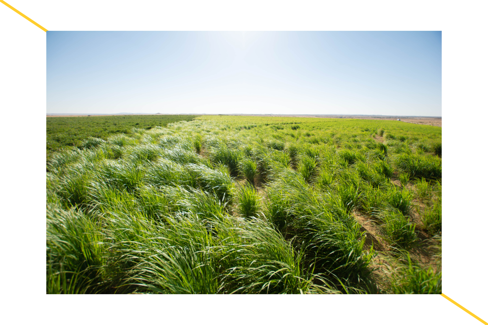 Sekem Zitronengras – Leuchtend grünes Zitronengras wiegt sich auf einem Feld in Ägypten vor blauem Himmel, im Hintergrund ist die Wüste zu sehen.